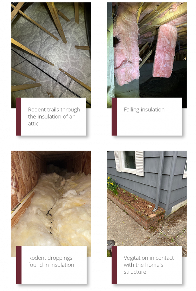 Collage of pest problem red flags found during home inspection